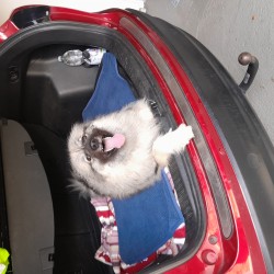 Hundeschule Vogt - Lilly