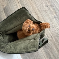 Hundeschule Vogt - Rudi