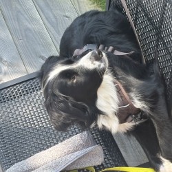Hundeschule Vogt - Lisa