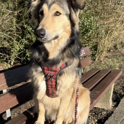 Hundeschule Vogt - Lola