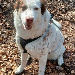 Hundeschule Vogt - Lola