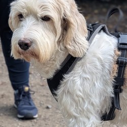 Hundeschule Vogt - Lotta