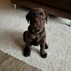 Hundeschule Vogt - Lotta