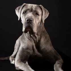 Hundeschule Vogt - Lotte