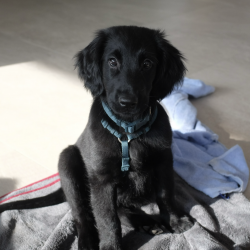 Hundeschule Vogt - Lotte