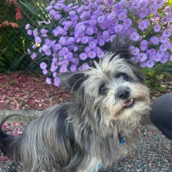 Hundeschule Vogt - Luca
