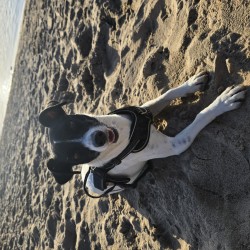 Hundeschule Vogt - Lucie