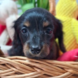 Hundeschule Vogt - Mabel