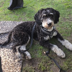 Hundeschule Vogt - MALOU