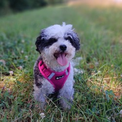 Hundeschule Vogt - Mandy