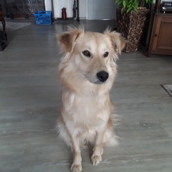 Hundeschule Vogt - Marie