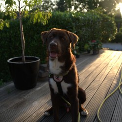 Hundeschule Vogt - Maro