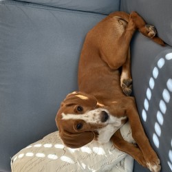 Hundeschule Vogt - Mello