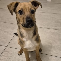 Hundeschule Vogt - Mia