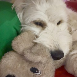 Hundeschule Vogt - Mick