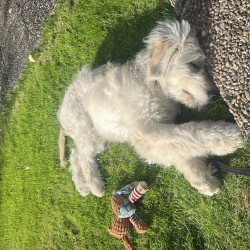 Hundeschule Vogt - Mick