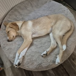 Hundeschule Vogt - Mila