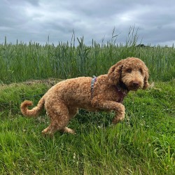 Hundeschule Vogt - Mila