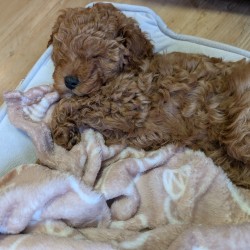 Hundeschule Vogt - Mila