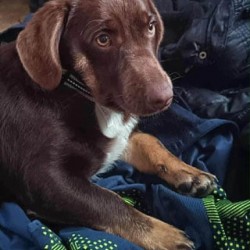 Hundeschule Vogt - Milka