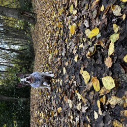 Hundeschule Vogt - Milka