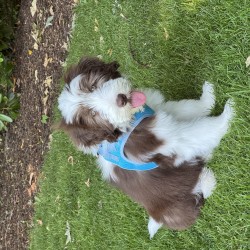 Hundeschule Vogt - Millie