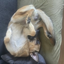 Hundeschule Vogt - Milo