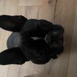 Hundeschule Vogt - Mimi