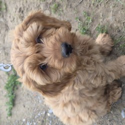 Hundeschule Vogt - Minnie