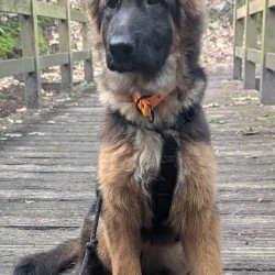 Hundeschule Vogt - Molly
