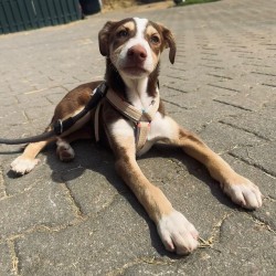 Hundeschule Vogt - Monti