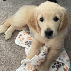Hundeschule Vogt - Mr. Winston