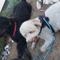 Hundeschule Vogt - Myla