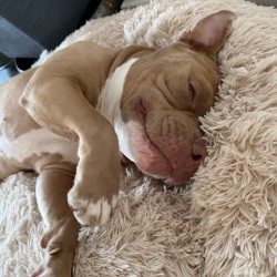 Hundeschule Vogt - Nala