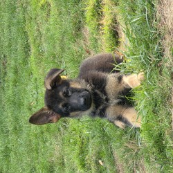 Hundeschule Vogt - Nala