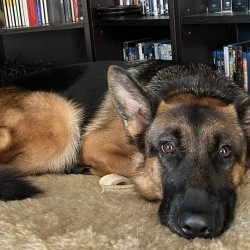 Hundeschule Vogt - Nele