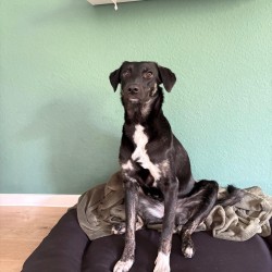 Hundeschule Vogt - Nelly