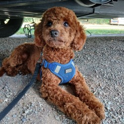 Hundeschule Vogt - Nino