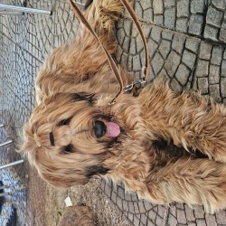 Hundeschule Vogt - Nond