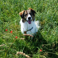 Hundeschule Vogt - Odin