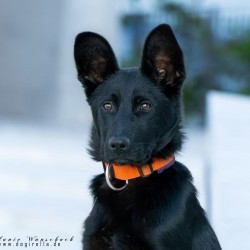 Hundeschule Vogt - Onda