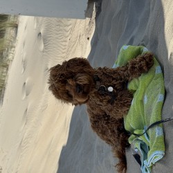 Hundeschule Vogt - Oscar