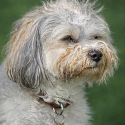 Hundeschule Vogt - Oscar
