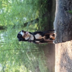 Hundeschule Vogt - Oskar
