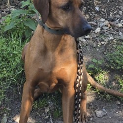Hundeschule Vogt - Oskar