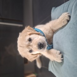 Hundeschule Vogt - Otis