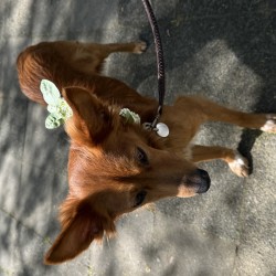 Hundeschule Vogt - Pino