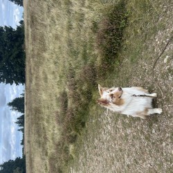 Hundeschule Vogt - Polly