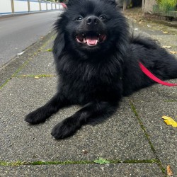 Hundeschule Vogt - Rambo