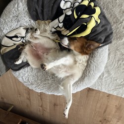Hundeschule Vogt - Rio